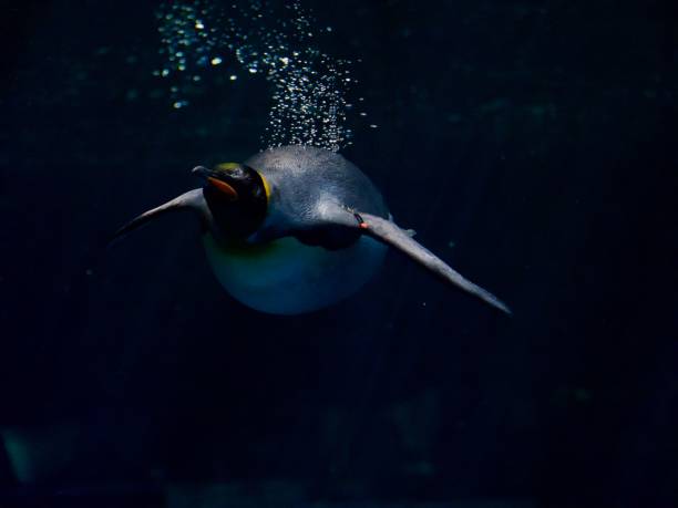 istock Penguin coming at you 1491259419