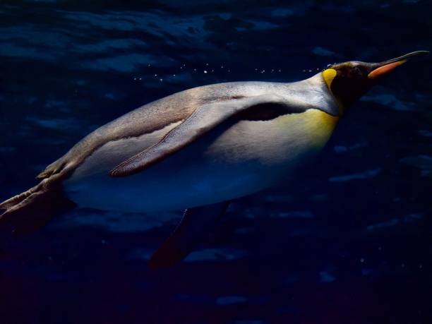 istock Closeup of emperor penguin swimming 1491259497