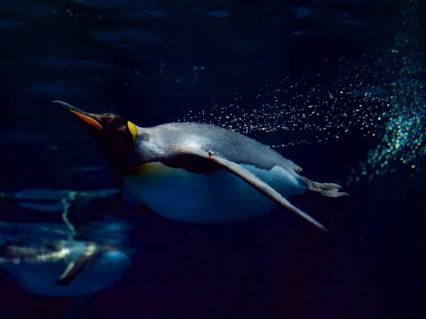 istock Emperor penguin swimming toward camera 1491259513