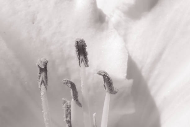 istock a close up of a flowering plant 1491260092