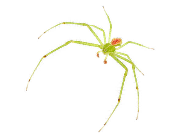istock Crab spider isolated on white background, Heriaeus sp. 1491260591