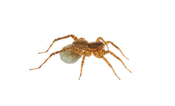 istock Thinlegged wolf spider with egg sac isolated on white background, Pardosa sp. 1491262787