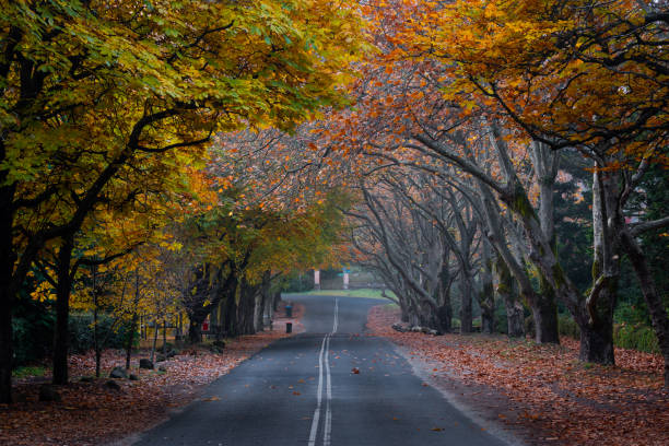istock Yellow and red autumn leaves 1491263924
