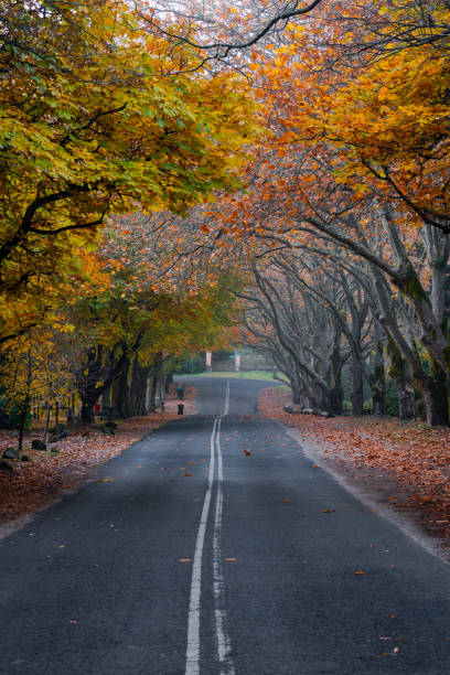 istock Yellow and red autumn leaves 1491263945