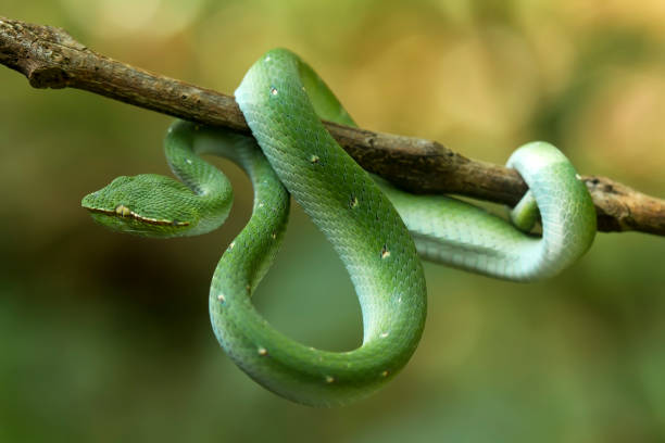 istock Tropidolaemus subanulatus aka Borneo Viper 1491264876