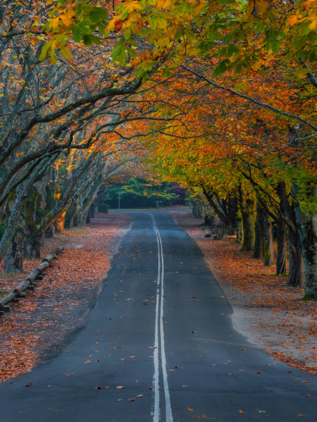 istock Autumn road tunnel 1491264938
