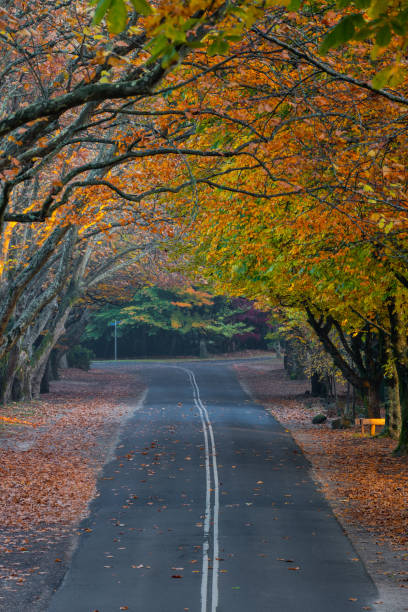istock Autumn road tunnel 1491265156