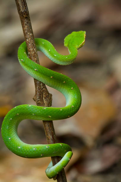 istock Tropidolaemus subanulatus aka Borneo Viper 1491265220