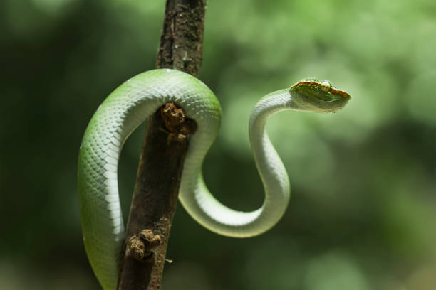 istock Tropidolaemus subanulatus aka Borneo Viper 1491265885