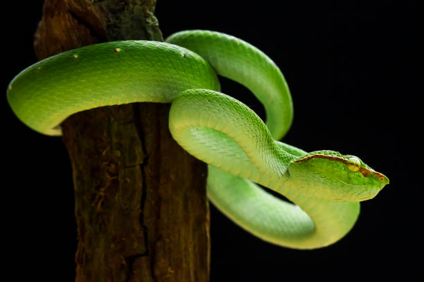 istock Tropidolaemus subanulatus aka Borneo Viper 1491265889