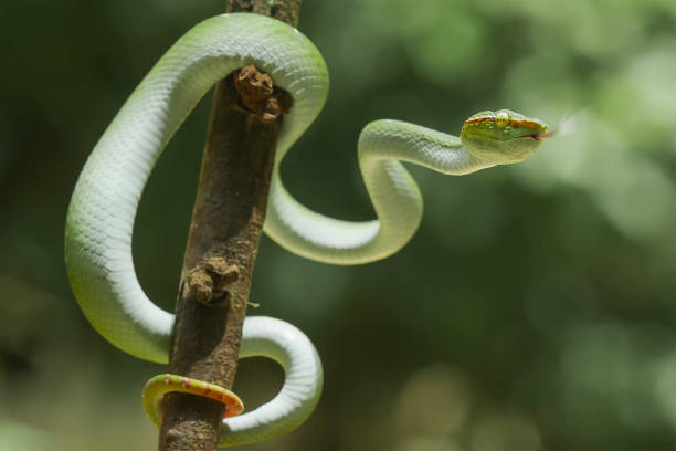 istock Tropidolaemus subanulatus aka Borneo Viper 1491266227