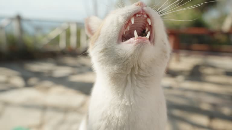 A White Stray Cat, he's Hoarse and Meows. Close-up. Sunny weather.