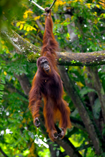 Orangutan in the jungle in Borneo, Malaysia