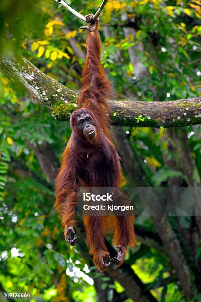 Orangutango De Bornéu - Fotografias de stock e mais imagens de Orangotango - Orangotango, Centro de reabilitação de orangotangos Sepilok, Balançar