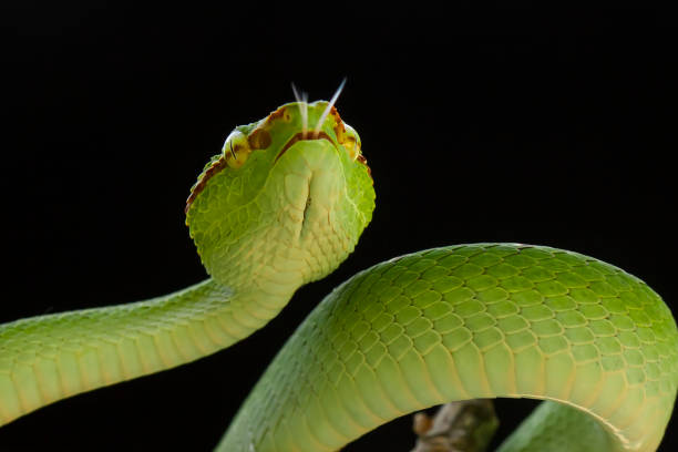 istock Tropidolaemus subanulatus aka Borneo Viper 1491266847
