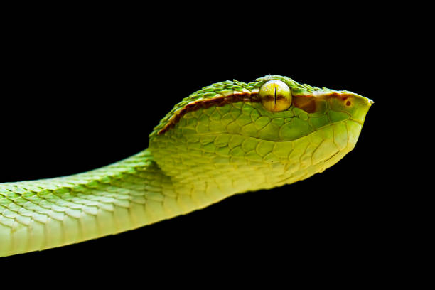 istock Tropidolaemus subanulatus aka Borneo Viper 1491267626