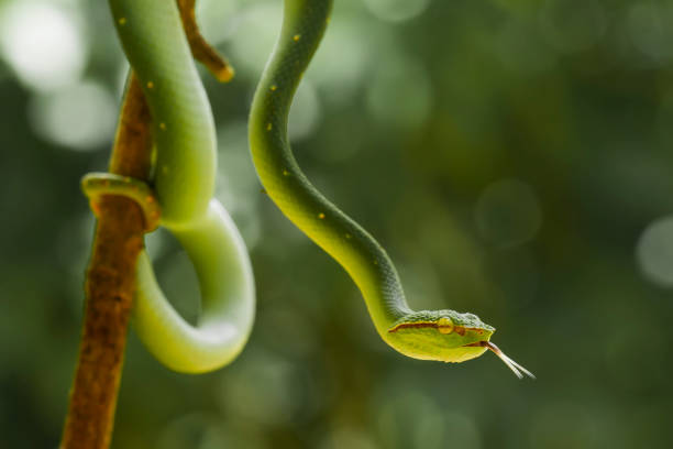 istock Tropidolaemus subanulatus aka Borneo Viper 1491267792