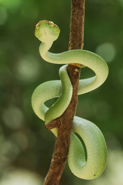 istock Tropidolaemus subanulatus aka Borneo Viper 1491267793