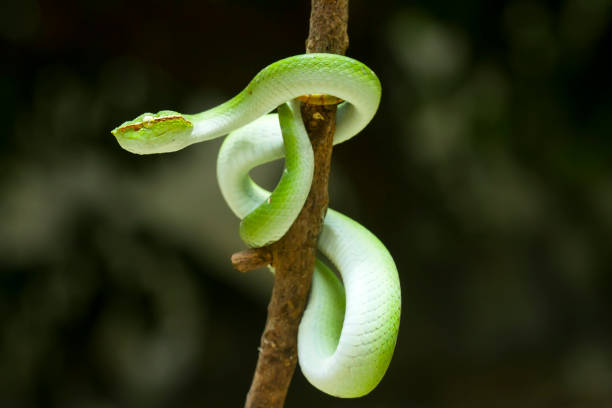 istock Tropidolaemus subanulatus aka Borneo Viper 1491267831