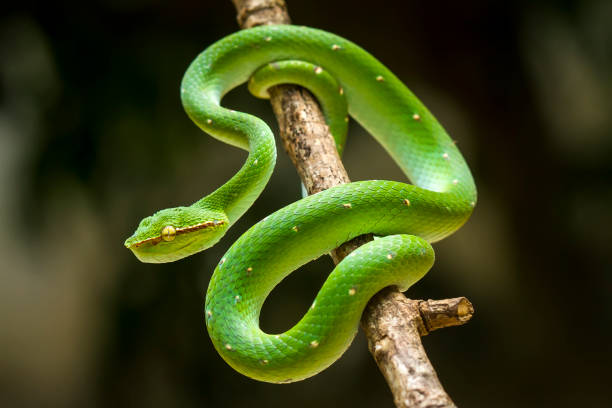 istock Tropidolaemus subanulatus aka Borneo Viper 1491267923