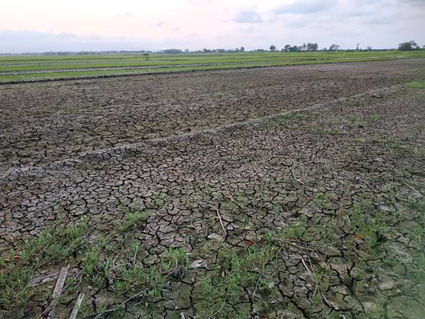 the drought that hit the rice fields - the natural world plant attribute natural phenomenon mineral imagens e fotografias de stock