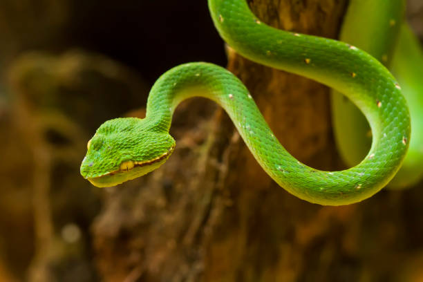 istock Tropidolaemus subanulatus aka Borneo Viper 1491268160