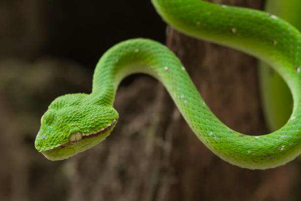 istock Tropidolaemus subanulatus aka Borneo Viper 1491268358