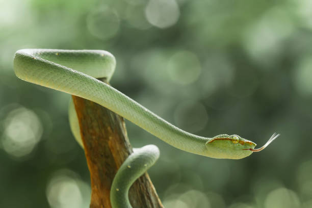 istock Tropidolaemus subanulatus aka Borneo Viper 1491268666