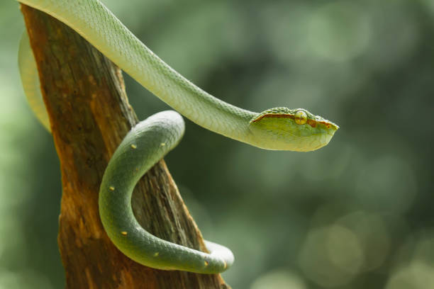 istock Tropidolaemus subanulatus aka Borneo Viper 1491268668