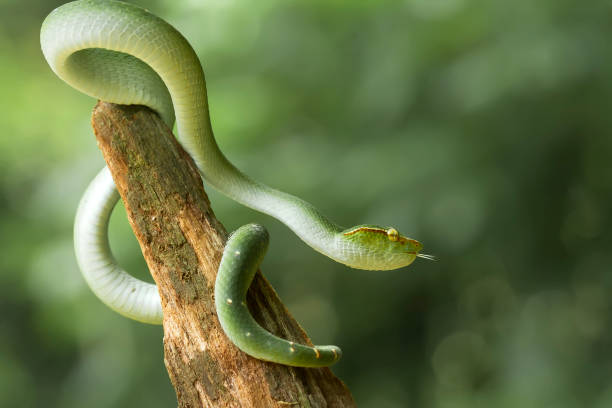 istock Tropidolaemus subanulatus aka Borneo Viper 1491268670