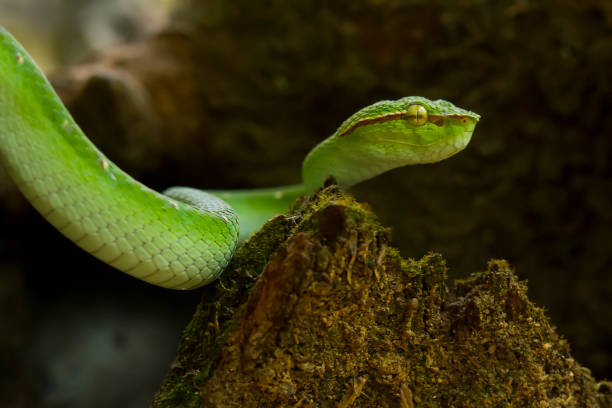 istock Tropidolaemus subanulatus aka Borneo Viper 1491268702