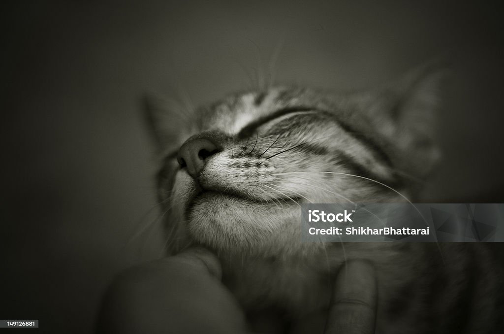 Relazione umana e animale. - Foto stock royalty-free di Gatto domestico