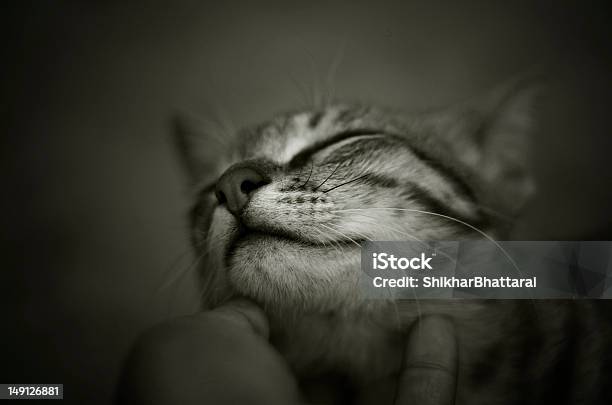 Relazione Umana E Animale - Fotografie stock e altre immagini di Gatto domestico - Gatto domestico, Felino selvatico, Grattare