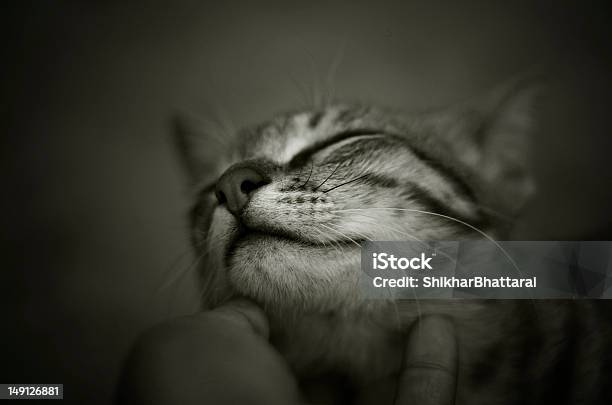 Relação Humana E Animal - Fotografias de stock e mais imagens de Gato domesticado - Gato domesticado, Gato não domesticado, Coçar