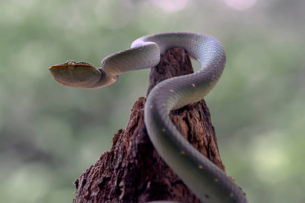 istock Tropidolaemus subanulatus aka Borneo Viper 1491269204
