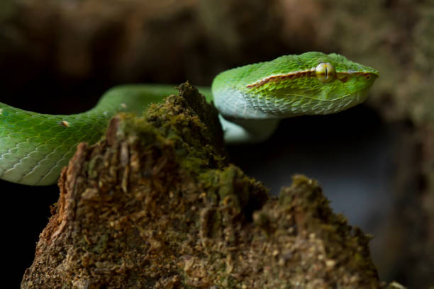 istock Tropidolaemus subanulatus aka Borneo Viper 1491269209