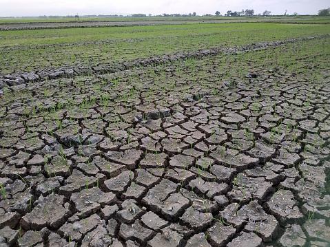 the drought that hit the rice fields, this is a photo of the rice fields that experience drought due to the hot weather in the dry season