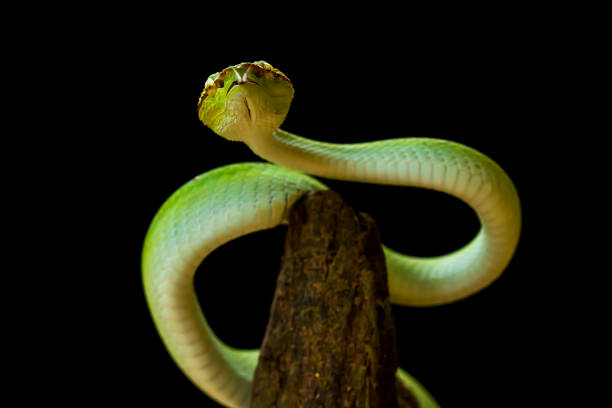 istock Tropidolaemus subanulatus aka Borneo Viper 1491269935