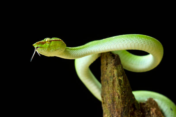 istock Tropidolaemus subanulatus aka Borneo Viper 1491269940
