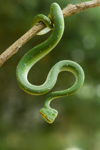 istock Tropidolaemus subanulatus aka Borneo Viper 1491270385
