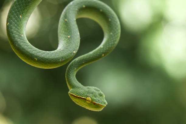 istock Tropidolaemus subanulatus aka Borneo Viper 1491270410