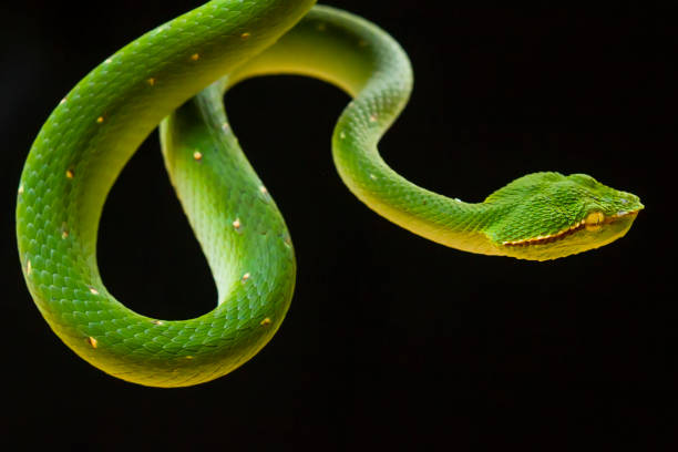 istock Tropidolaemus subanulatus aka Borneo Viper 1491270433