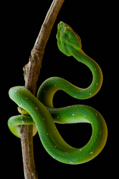 istock Tropidolaemus subanulatus aka Borneo Viper 1491270583