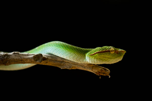 istock Tropidolaemus subanulatus aka Borneo Viper 1491270903