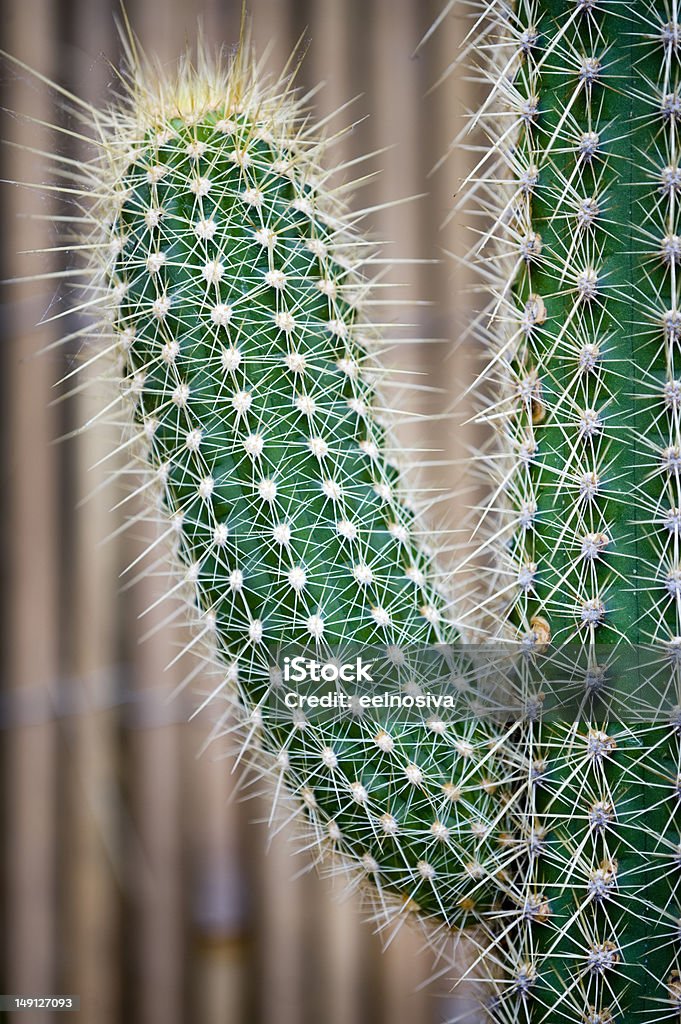 phallic shaped cactus cactus spiky succulent green plants with spines shaped like a phallus Phallus Shaped Stock Photo