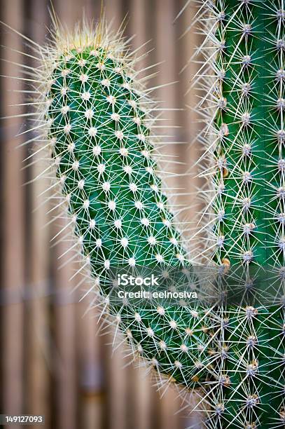 Phallic Shaped Cactus Stock Photo - Download Image Now - Phallus Shaped, Branch - Plant Part, Cactus