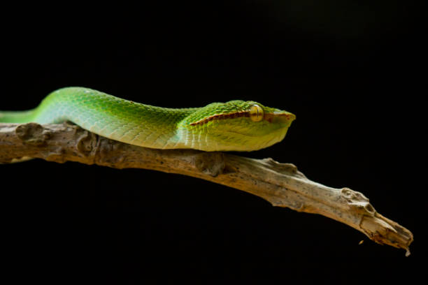 istock Tropidolaemus subanulatus aka Borneo Viper 1491271185