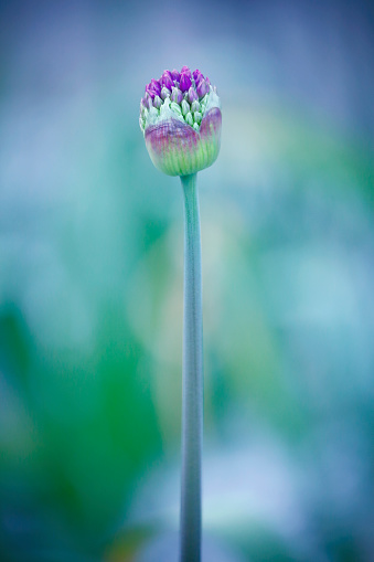 Flower details of Allium atropurpureum on natural defocused background