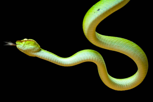 istock Tropidolaemus subanulatus aka Borneo Viper 1491271399