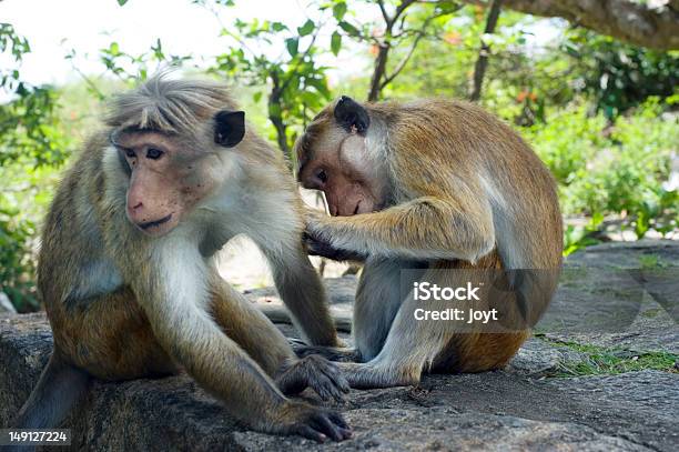 Photo libre de droit de Deux Singes banque d'images et plus d'images libres de droit de Amitié - Amitié, Animal vertébré, Animaux à l'état sauvage